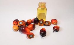 CPKO Prices Rise Amid Strong Demand and Middle East Tension